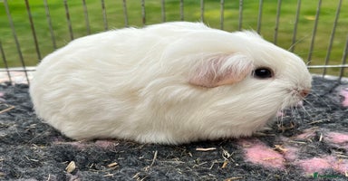 Guinea Pig rodents - Advert 8