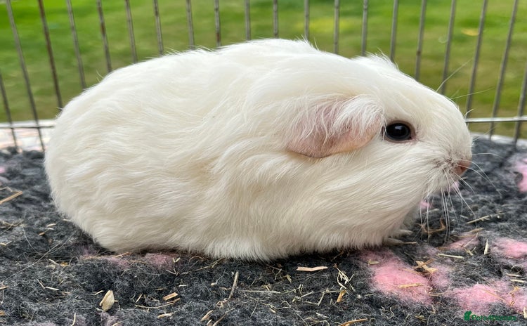 Guinea Pig rodents - Advert 10
