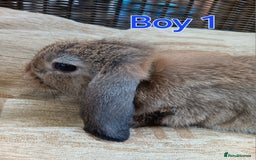 Mini Lop rabbits for sale: Three Beautiful Mini Lop Bunnies Left - Image 3