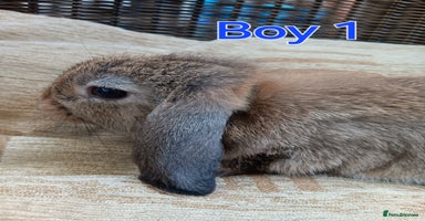 Mini Lop rabbits - Advert 4