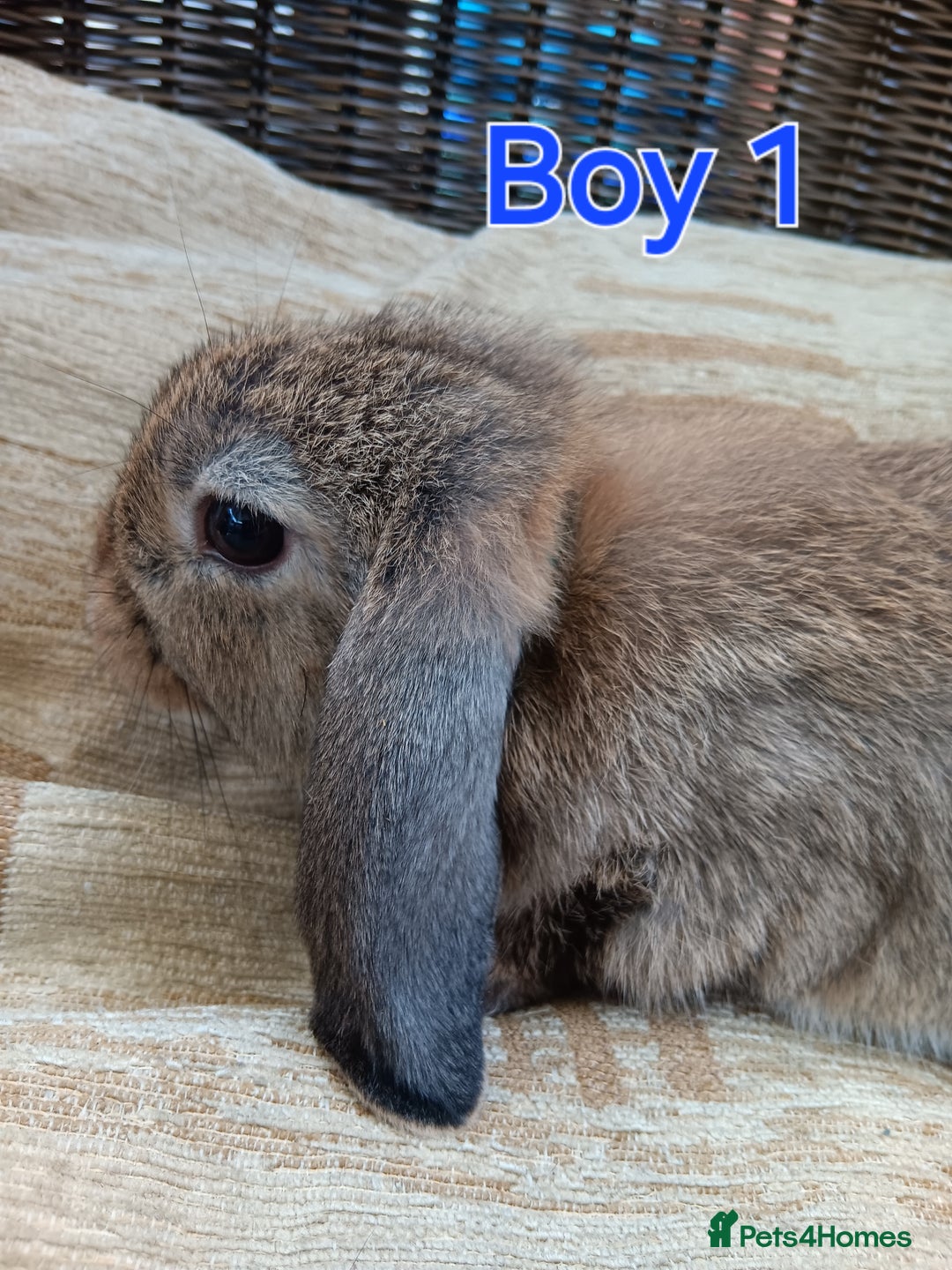 Mini Lop rabbits for sale: Three Beautiful Mini Lop Bunnies Left - Image 3