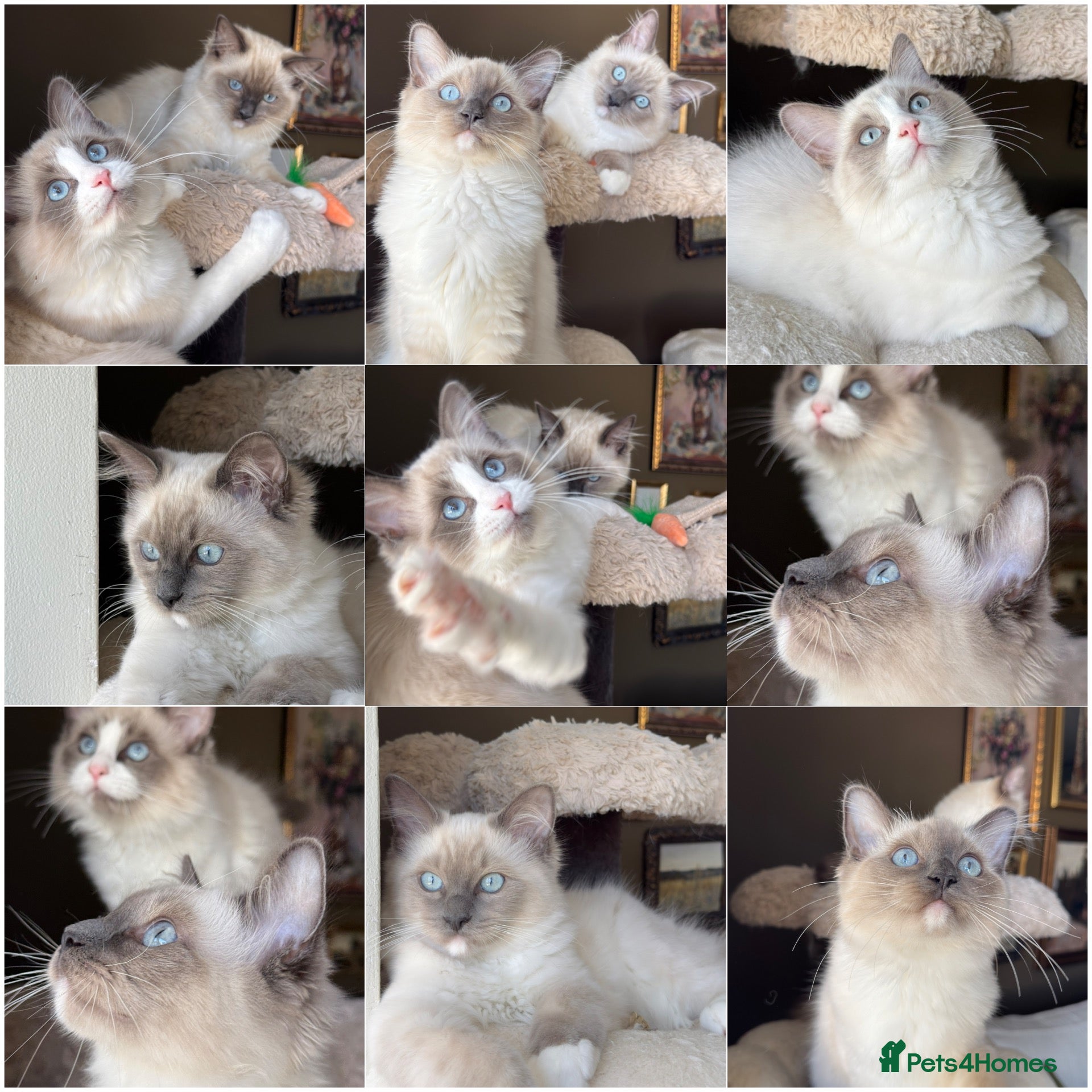 Ragdoll cats European bloodline pedigree ragdolls - Advert 1