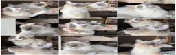 Ragdoll cats for sale: European ragdolls Ready to leave! - Advert 1