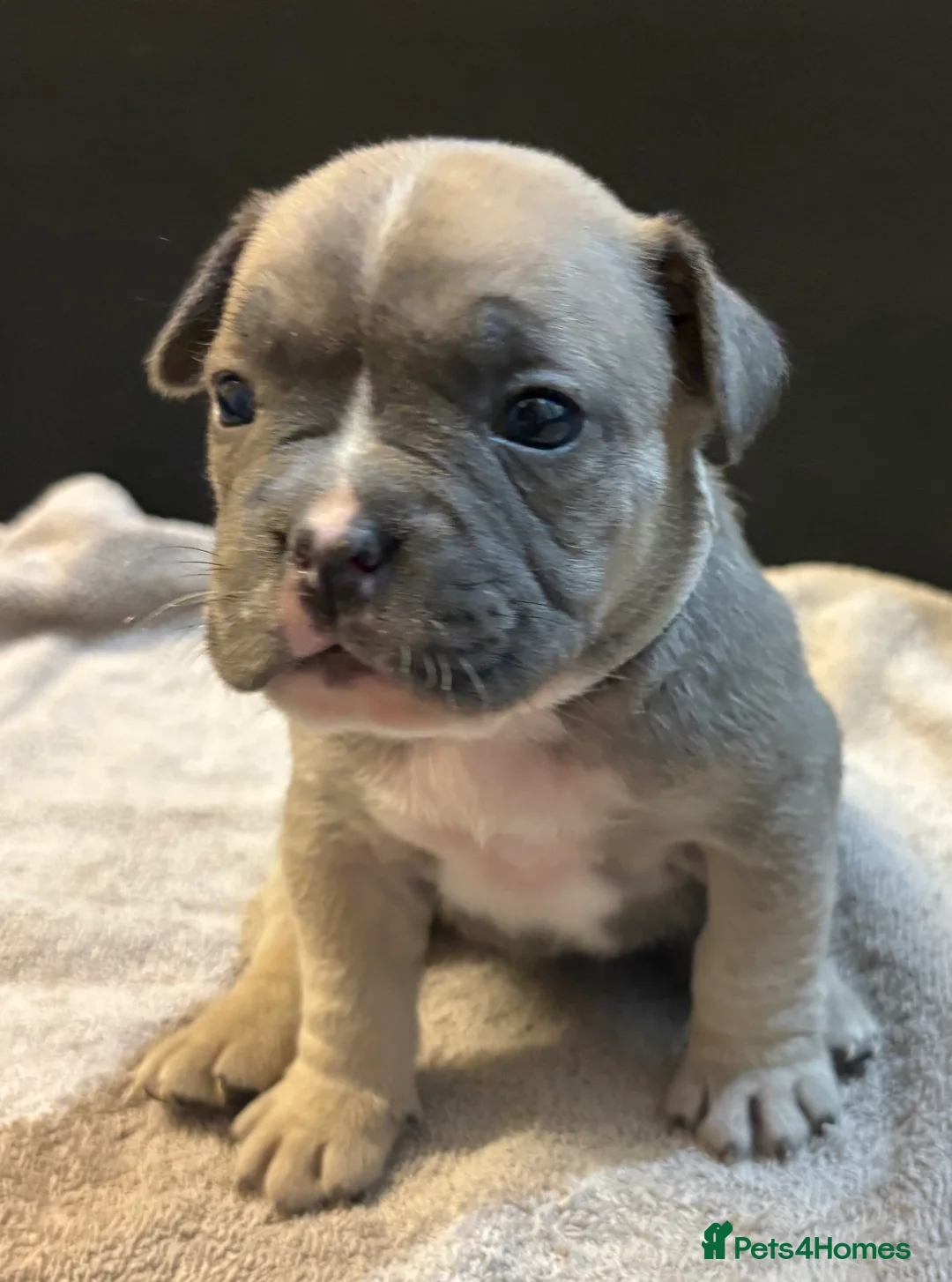 Mixed Breed dogs for sale: Frenchie mix - Advert 36