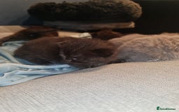 Scottish Fold cats for sale: Scottish Folds  4 Male 1 Female - Image 17