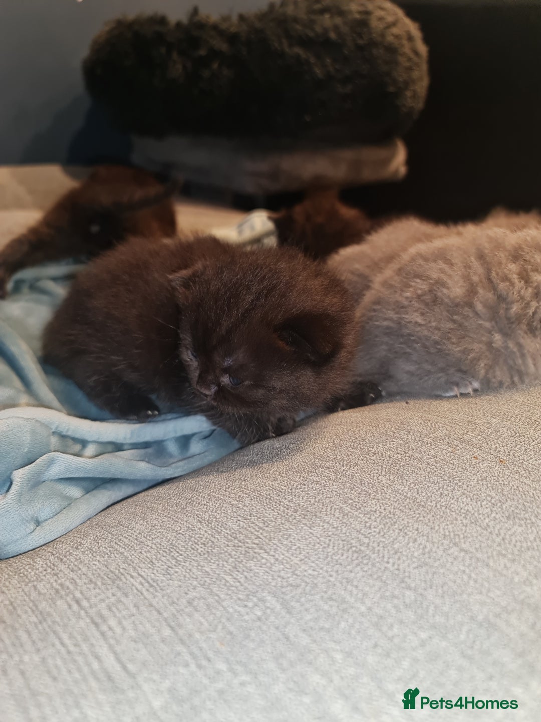 Scottish Fold cats for sale: Scottish Folds  4 Male 1 Female - Image 17