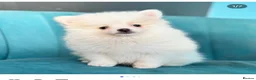 Pomeranian dogs for stud: Pacho NORTH WEST  in Ellesmere Port - Advert 1