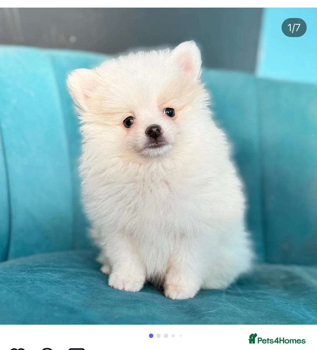 Pomeranian dogs for stud: Pacho NORTH WEST  in Ellesmere Port - Advert 1