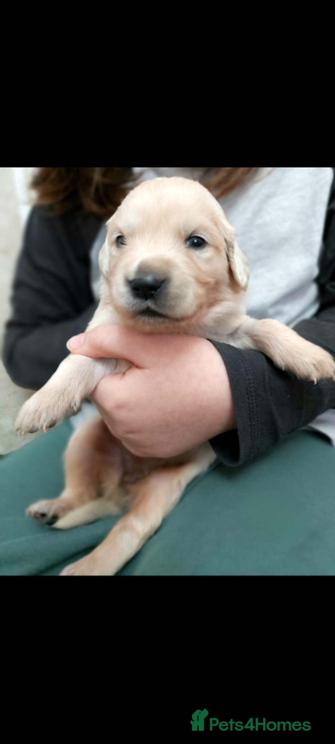 Golden Retriever dogs for sale: Golden retriever puppies for sale  - Advert 25