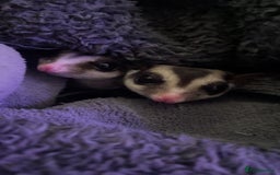 Sugar Glider rodents for sale: breeding pair of sugar gliders  - Image 4