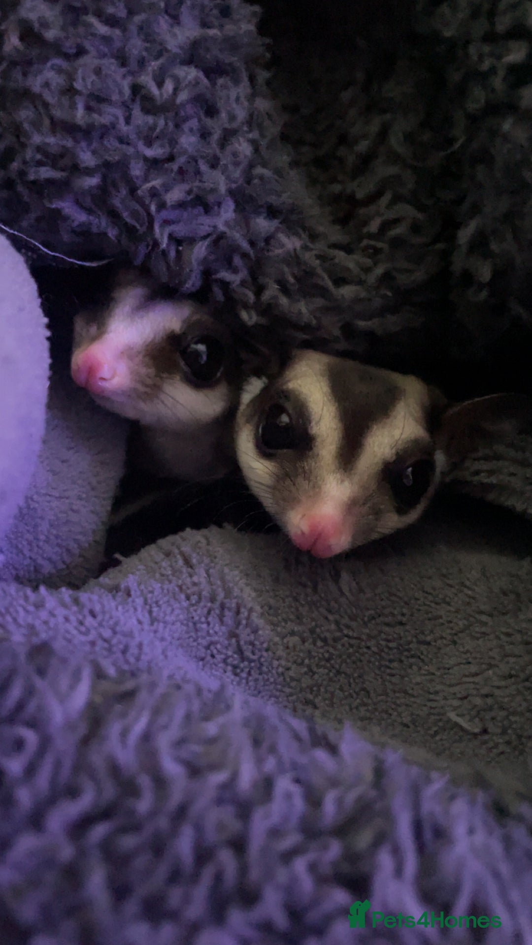Sugar Glider rodents for sale: breeding pair of sugar gliders  - Image 4