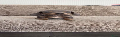 Miniature Dachshund 2