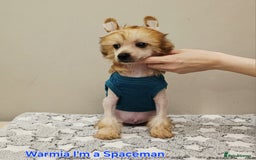 Chinese Crested dogs for sale: Powder puff boy £950, hl boy £1800 - Image 8