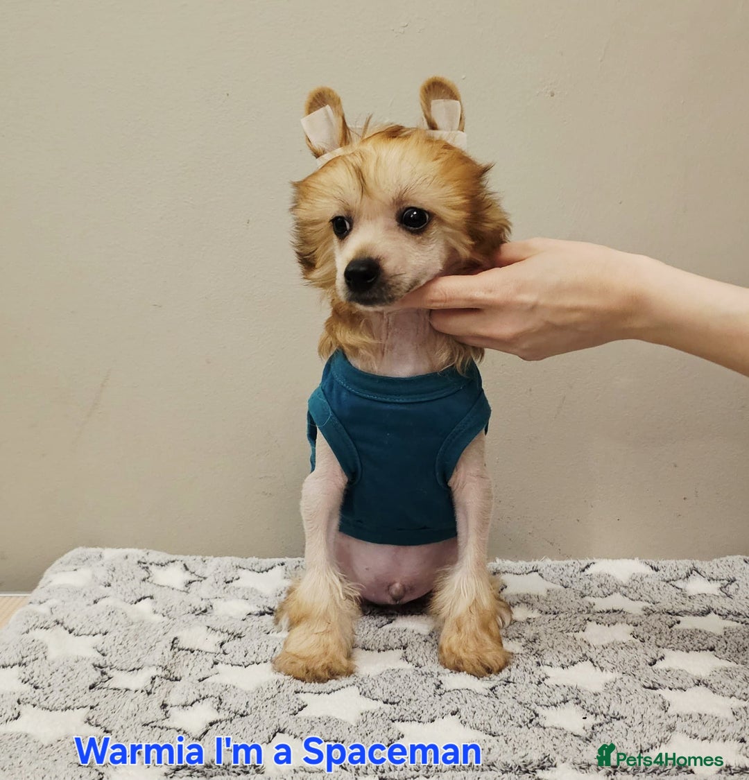 Chinese Crested dogs for sale: Powder puff boy £950, hl boy £1800 - Image 8