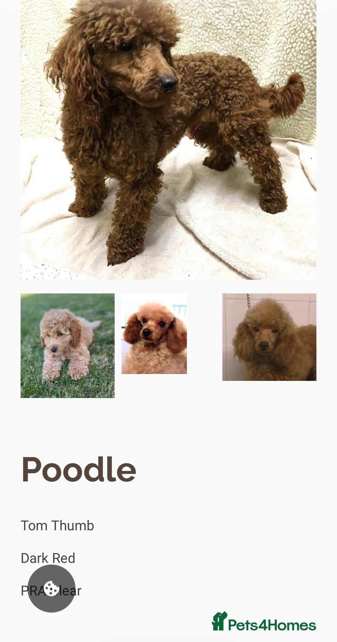 Jackapoo dogs for sale: 6 beautiful and playful Jackapoo puppy’s for sale  - Advert 8