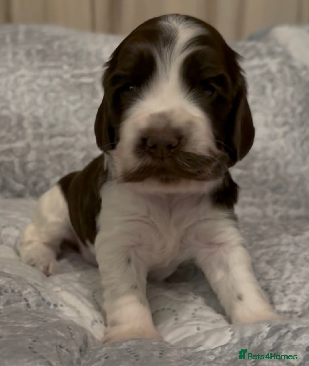 Cocker Spaniel dogs for sale: True to type Show Cocker Spaniels - KC reg parents - Advert 13