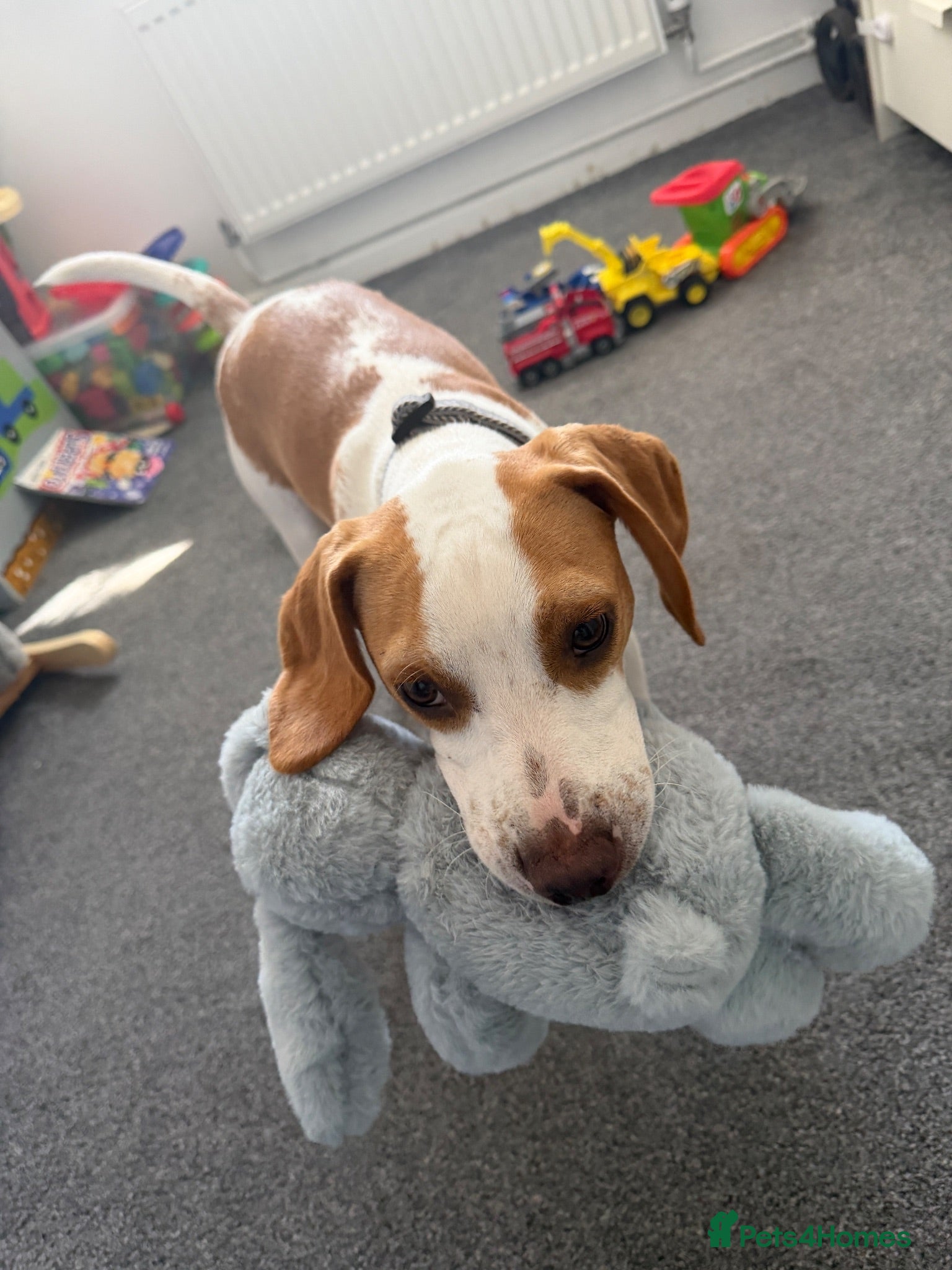 Beagle dogs Teddy beautiful beagle boy - Advert 3