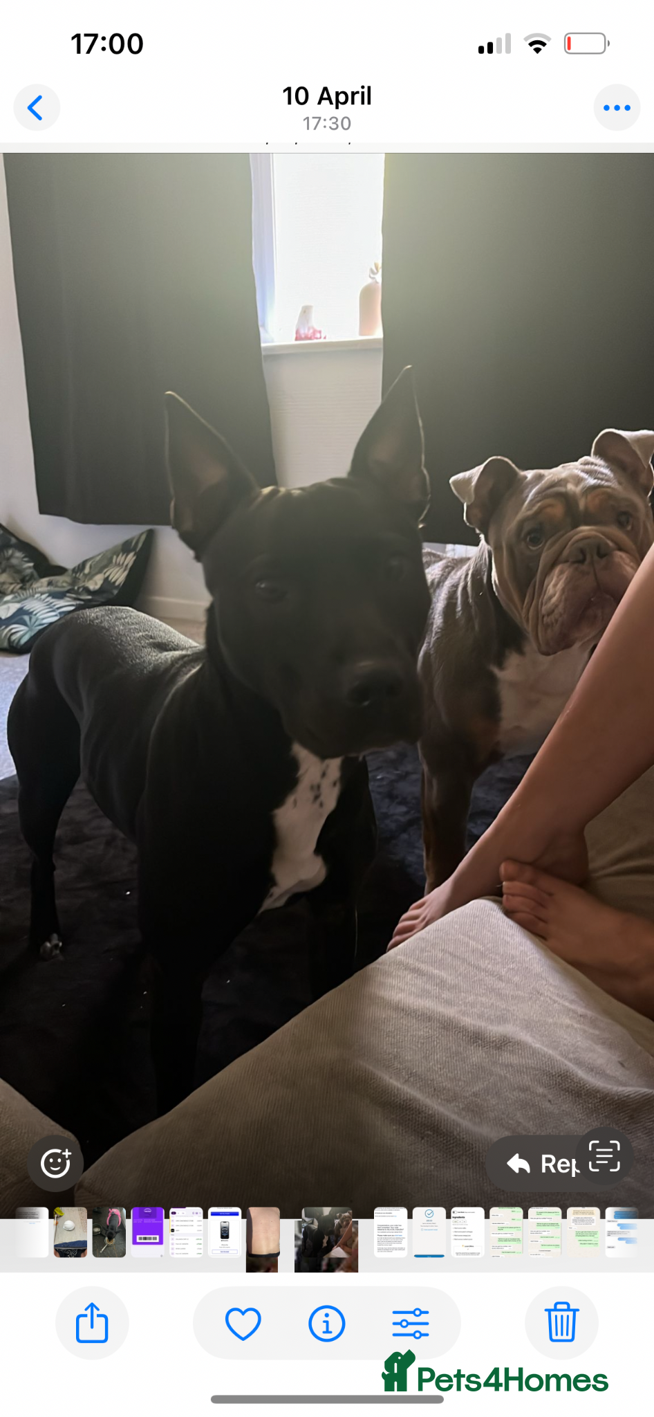 Mixed Breed dogs Lovely puppy’s looking for a lovely home  - Advert 2