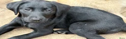 Labrador Retriever dogs for sale: Mixed litter black and blonde Labrador puppies  - Advert 25