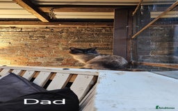 Ragdoll cats for sale: Male Ragdoll Cat 3 years old - Image 7