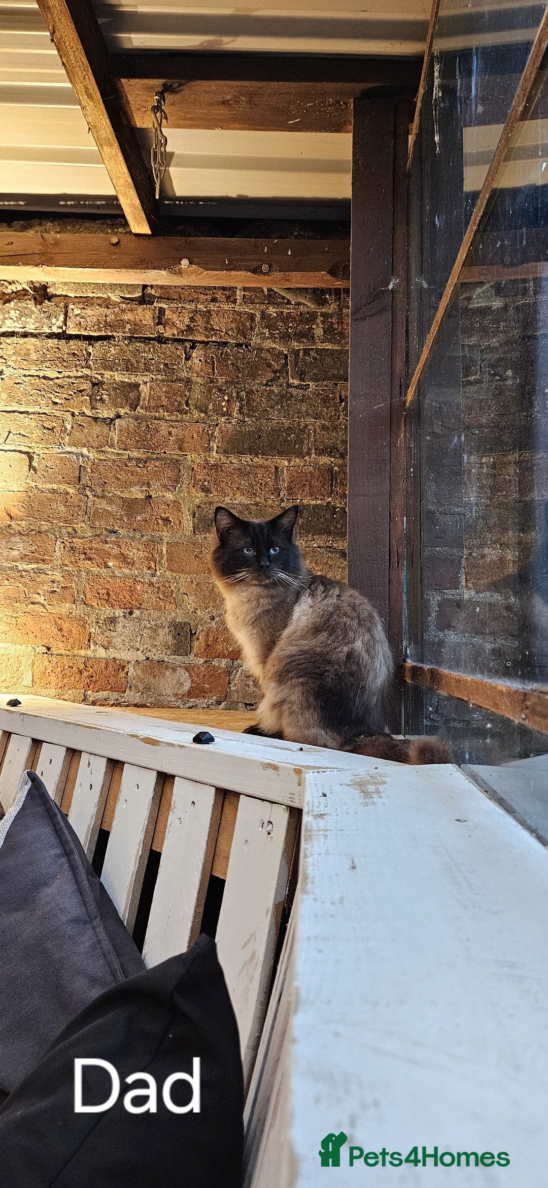 Ragdoll cats for sale: Male Ragdoll Cat 3 years old - Image 7