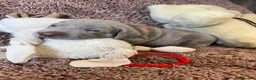 Weimaraner dogs for sale: Weimaraner Silver Grey Girl Pups - Ganult showline - Advert 8
