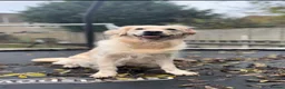 Golden Retriever dogs for sale: KC Registered Golden Retriever Puppies Available - Advert 2