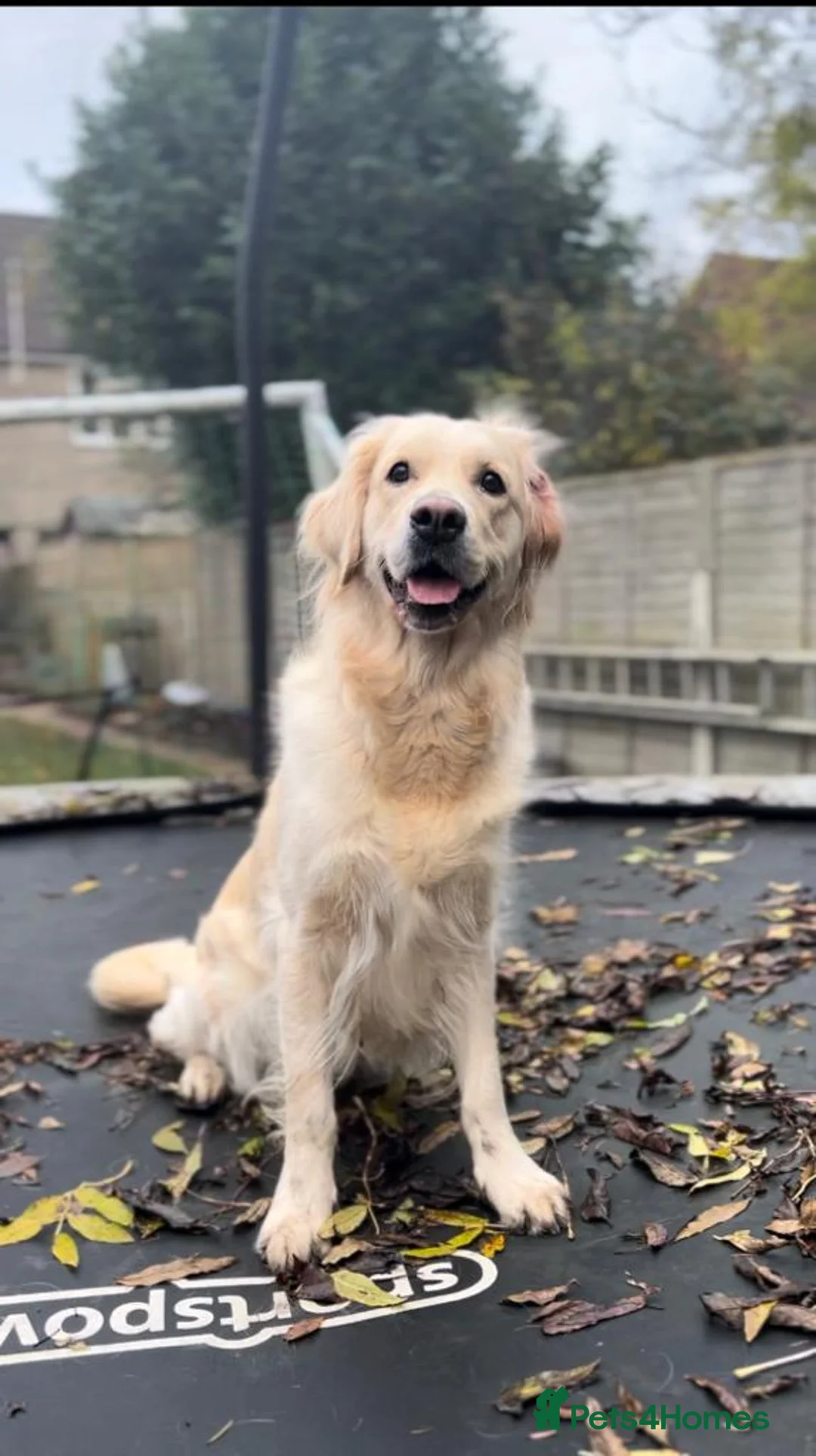 Golden Retriever dogs for sale: KC Registered Golden Retriever Puppies Available - Advert 2