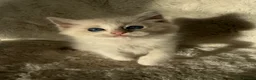 Ragdoll cats for sale: 2x GCCF Ragdoll kittens (male & female) available - Advert 17
