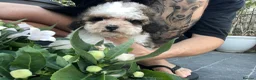 Cavapoo dogs for sale: WAITING LIST  - Advert 17