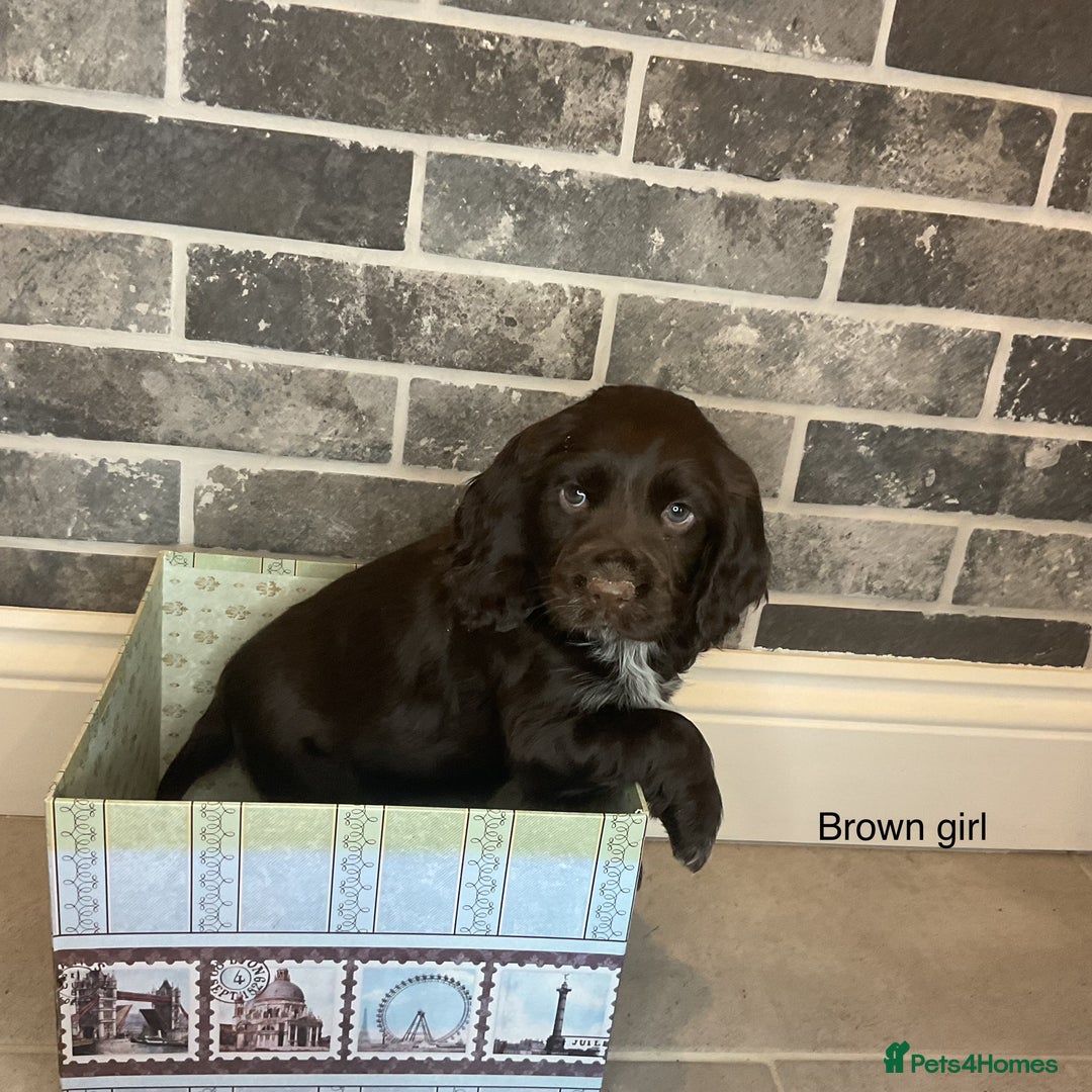 Cocker Spaniel dogs for sale: Hereditary clear working cocker spaniel - Advert 17