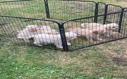 Cavapoo dogs for sale: Beautiful cavapoo puppies  - Image 4