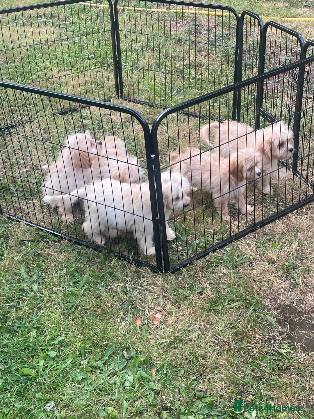 Cavapoo dogs for sale: Beautiful cavapoo puppies  - Image 4