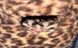 Sugar Glider rodents for sale: 3 Sugar Gliders for sale - Image 5