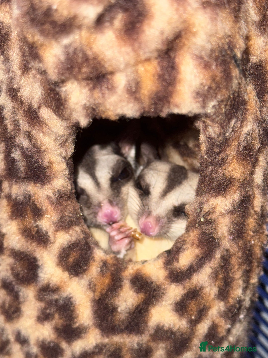 Sugar Glider rodents for sale: 3 Sugar Gliders for sale - Image 5