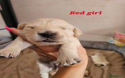 Golden Retriever dogs for sale: Lovely Golden Retriever puppies ❤️  - Image 23