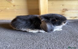 Mini Lop rabbits for sale: 🖤🩶 GORGEOUS LITTER OF PUREBRED MINI LOPS 🖤🩶 - Image 6