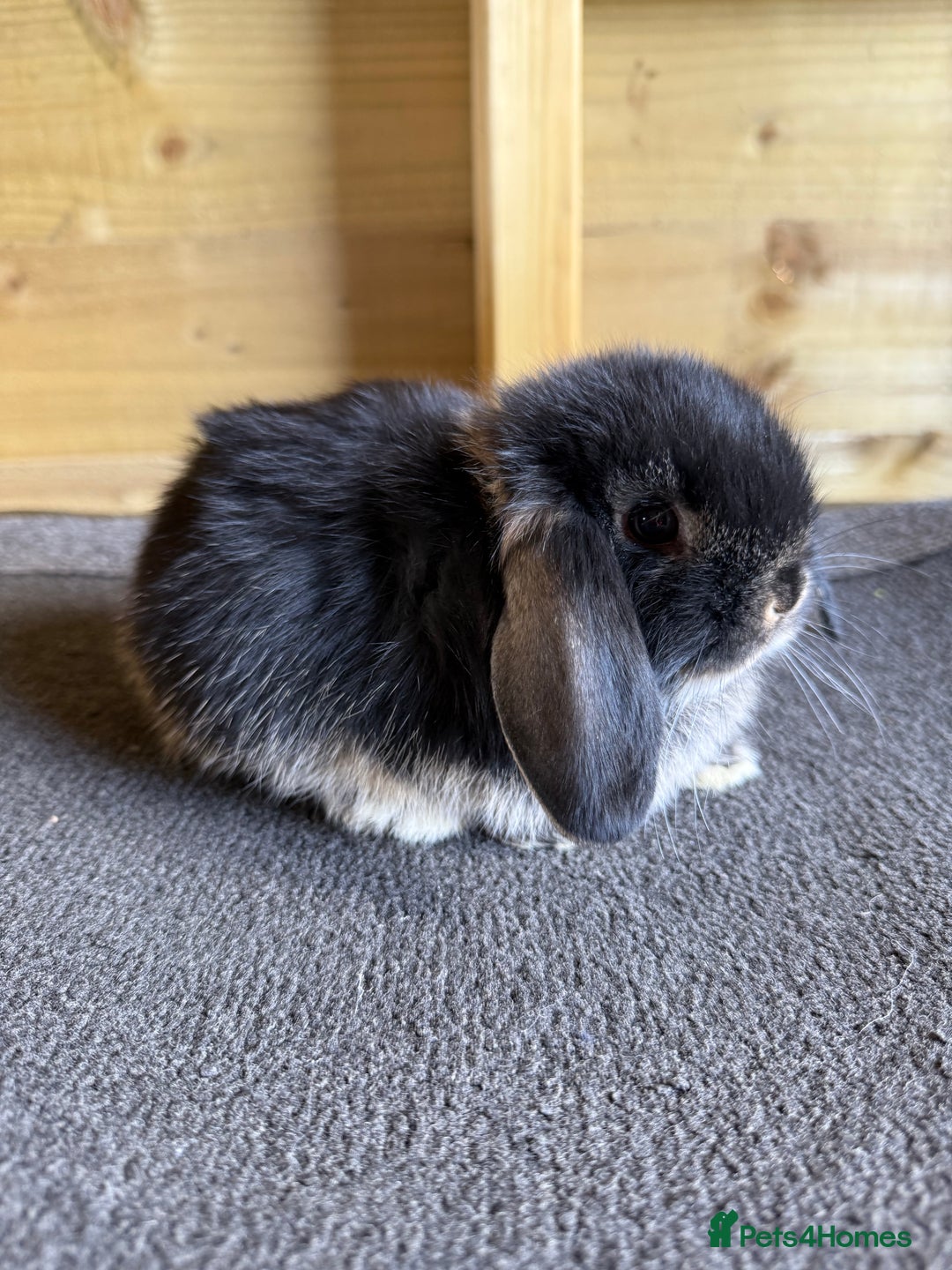 Mini Lop rabbits for sale: 🖤🩶 GORGEOUS LITTER OF PUREBRED MINI LOPS 🖤🩶 - Image 6