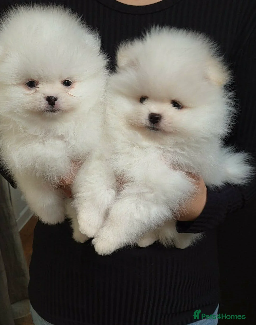 Pomeranian dogs for sale: KC Pedigree Pomeranian Puppies - Advert 2