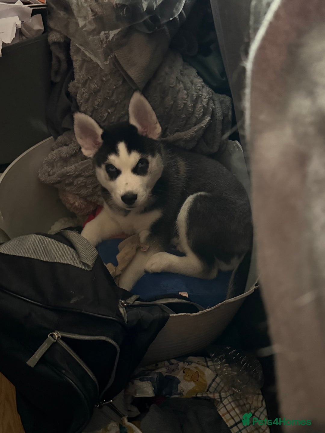 Siberian Husky dogs for sale: 3 beautiful Siberian huskies, 2 male and 1 female - Advert 3