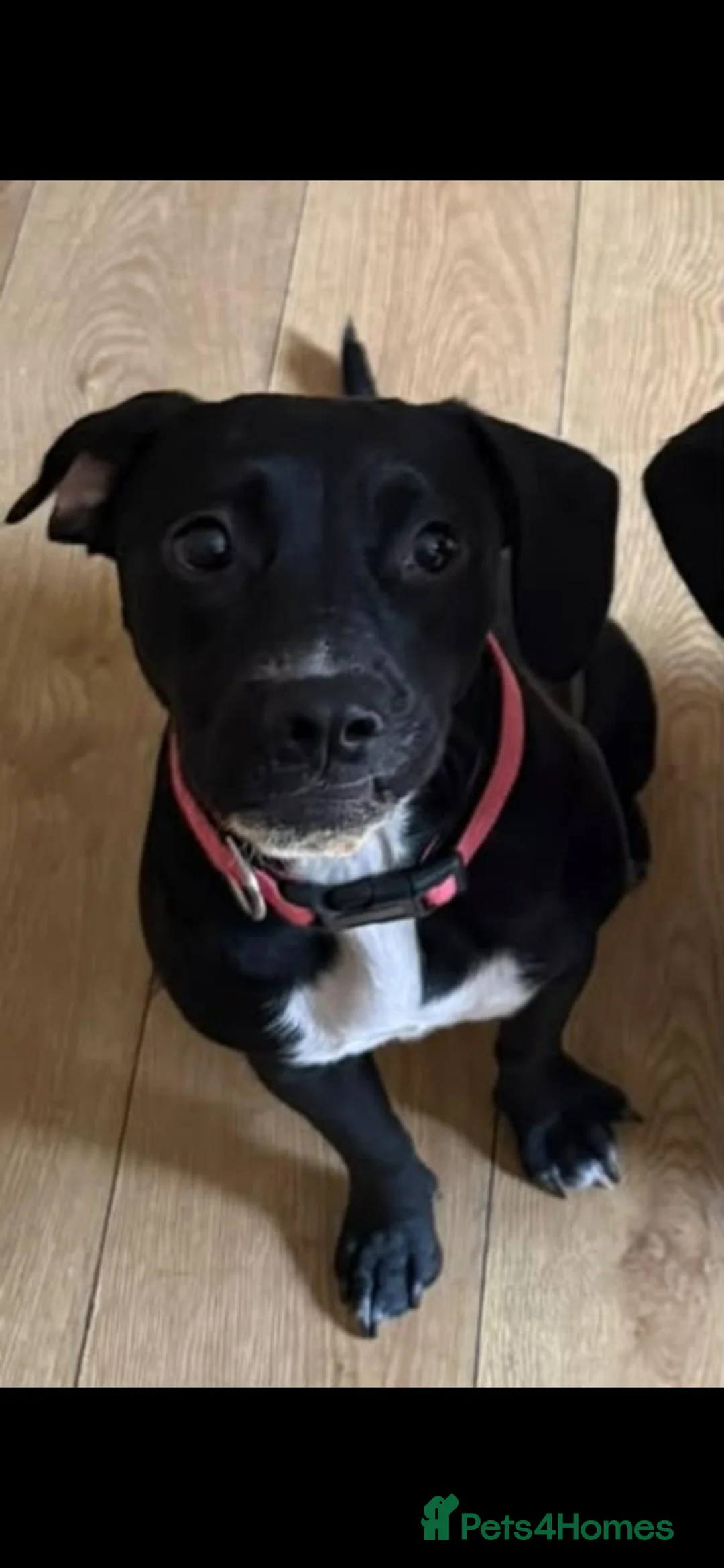 Mixed Breed dogs for sale: Rottweiler x Staffy x Sprockers - Advert 2