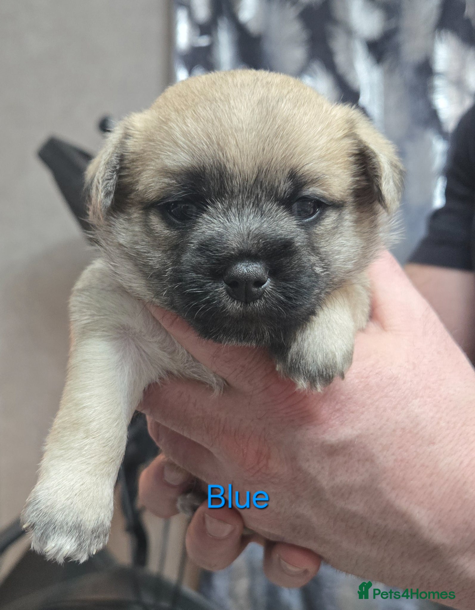 Mixed Breed dogs Maltese x Terrier (2 girls left) - Advert 8