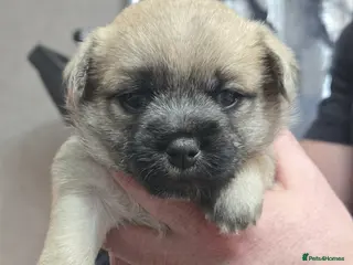 Mixed Breed dogs Maltese x Terrier (2 girls left) - Advert 8