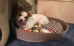 Mixed Breed dogs for adoption: 💙🐶 ZAHAR 🐶💙 - Image 4