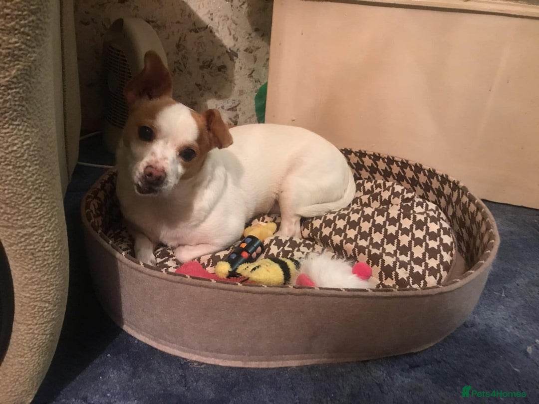 Mixed Breed dogs for adoption: 💙🐶 ZAHAR 🐶💙 - Image 4