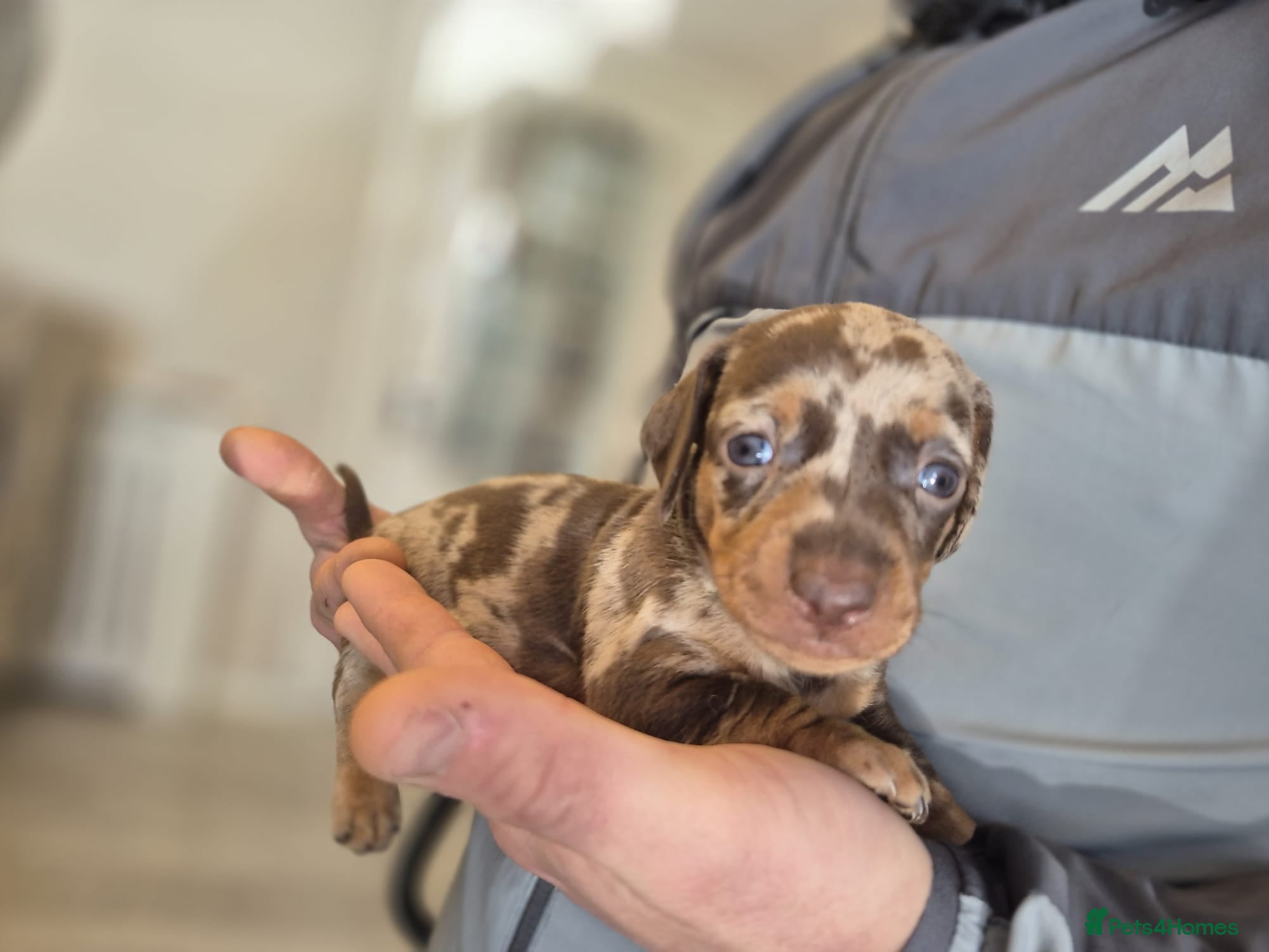 Miniature Dachshund dogs Miniature smooth haired dachshund puppies - Advert 2