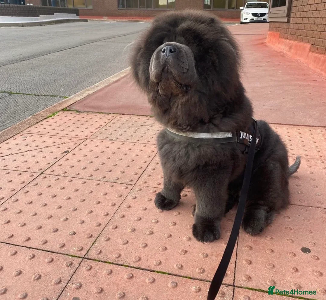 Chow Chow dogs for sale: Chow chow  - Advert 9