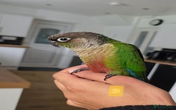 Parrots birds for sale: Handreared Baby Green Cheek Tame Conures  - Image 8