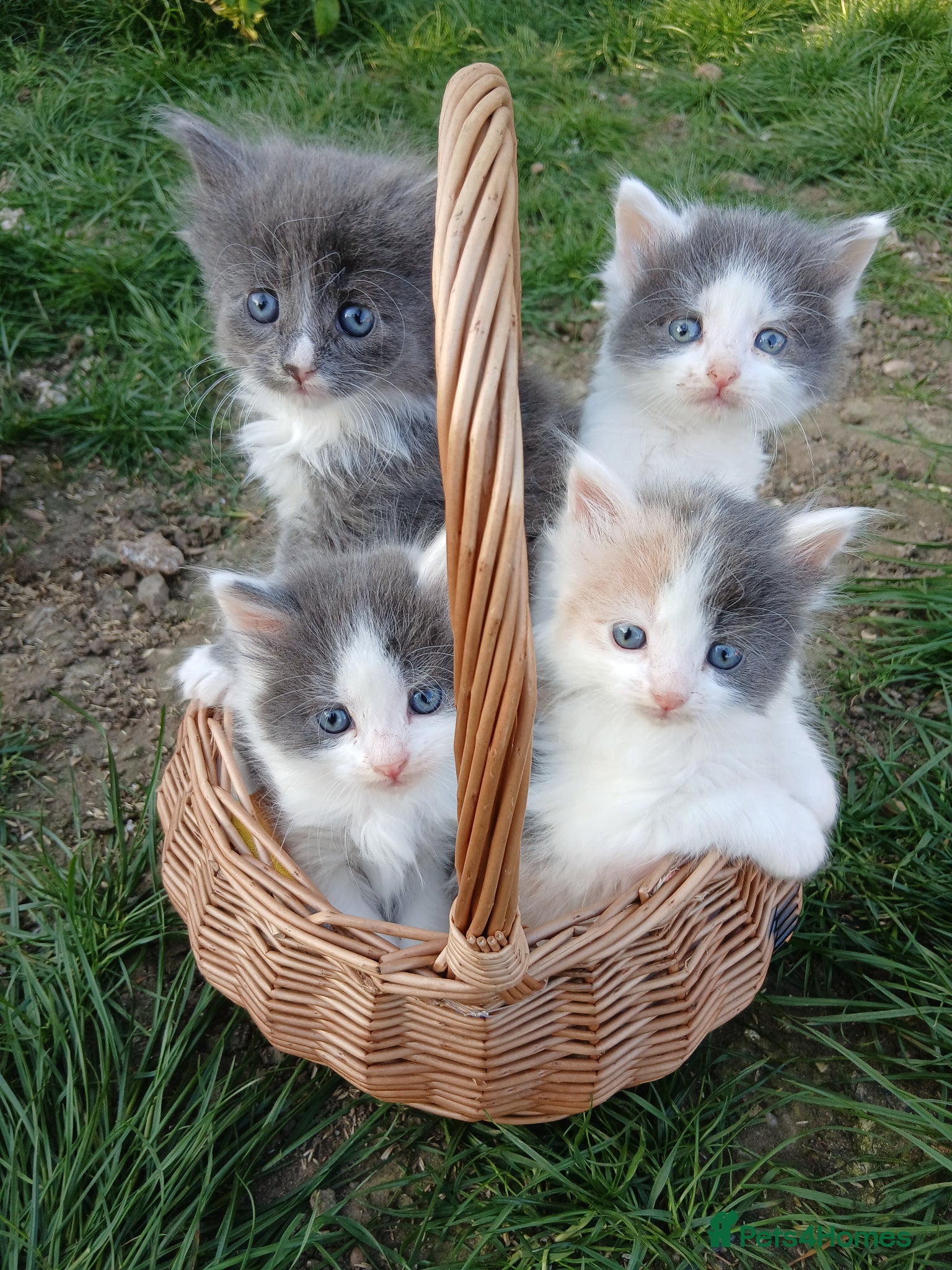 British Longhair cats Stunning british longhair kittens  - Advert 1