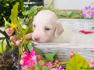 Miniature Dachshund dogs Piebald Minature Longhairs - Advert 3